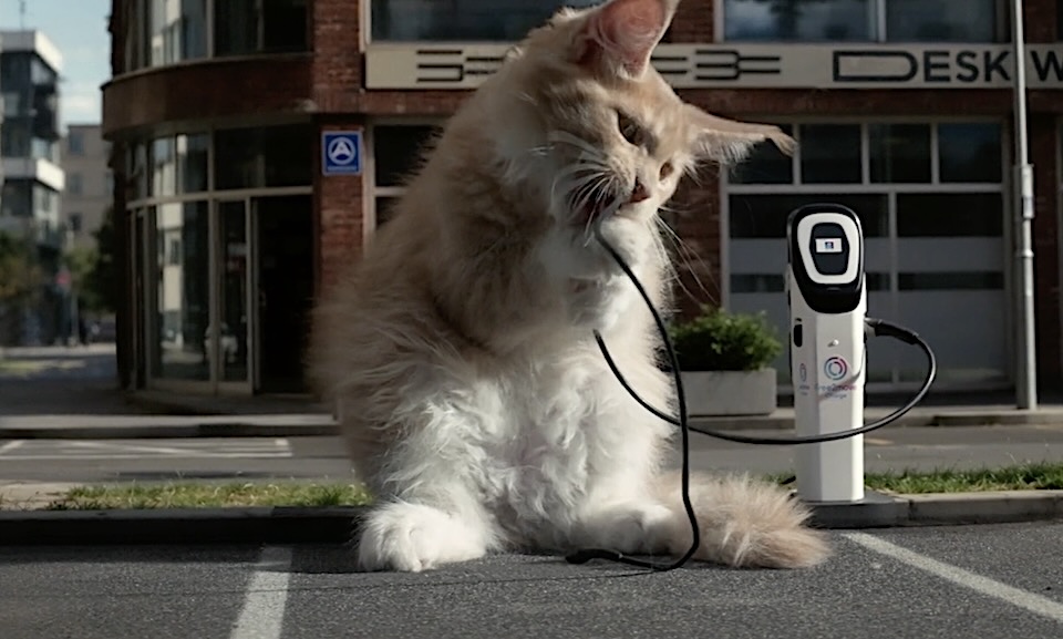 Hamlet adopte une portée de chatons géants pour Peugeot
